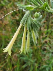 Lithospermum macromeria