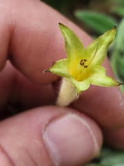 Lithospermum macromeria