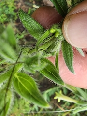 Lithospermum macromeria