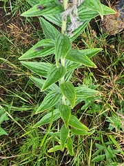 Lithospermum macromeria