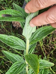 Lithospermum macromeria