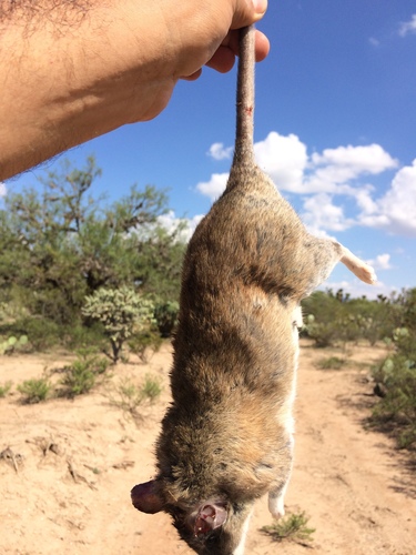 White-toothed Woodrat