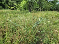 Lithospermum macromeria