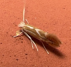 Phyllonorycter basistrigella