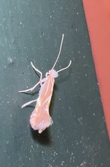 Phyllonorycter basistrigella