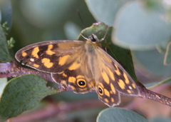Heteronympha solandri