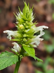 Agastache pallidiflora