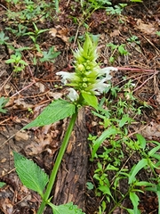 Agastache pallidiflora