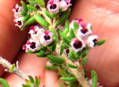 Erica hispidula hispidula