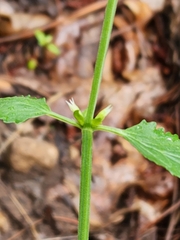 Agastache pallidiflora