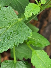 Agastache pallidiflora