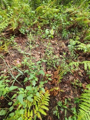 Agastache pallidiflora