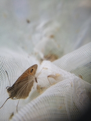 Maniola jurtina