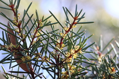 Hakea pachyphylla