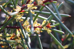 Hakea pachyphylla