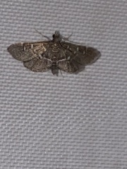 Diathrausta reconditalis