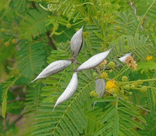 Boat-spine Acacia