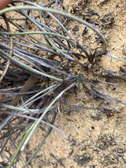 Mesomelaena preissii