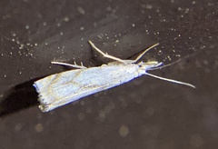 Crambus albellus