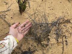 Mesomelaena preissii