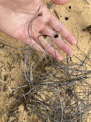 Mesomelaena preissii