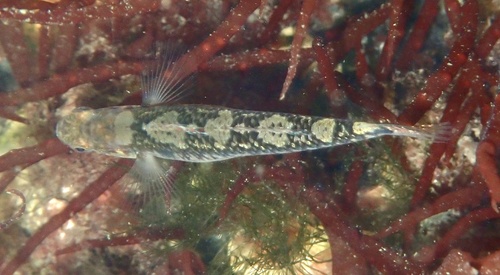 Two-spotted Goby, Grevelingen, Brouwershaven, Zeeland, NL, photo 10 of 10