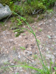 Carex caucasica