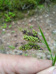 Carex caucasica