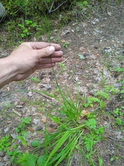 Carex caucasica