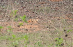 Vulpes bengalensis