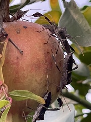 Leptoglossus zonatus