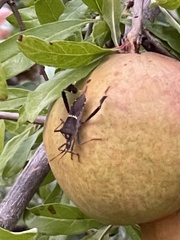 Leptoglossus zonatus