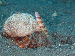 Amblyeleotris periophthalmus