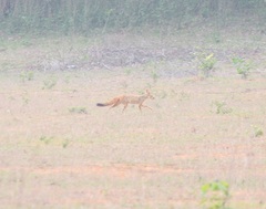 Vulpes bengalensis
