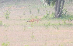 Vulpes bengalensis