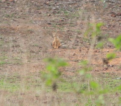Vulpes bengalensis