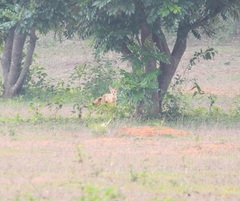 Vulpes bengalensis