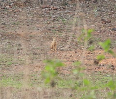 Vulpes bengalensis