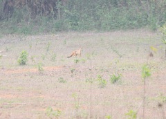 Vulpes bengalensis