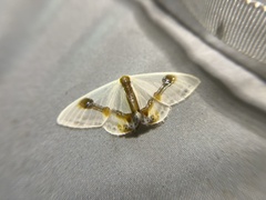 Macrocilix mysticata