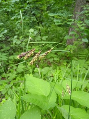 Carex caucasica