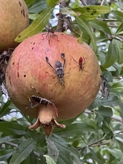 Leptoglossus zonatus