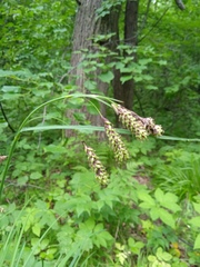 Carex caucasica