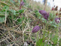 Silene uralensis