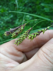 Carex caucasica