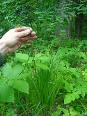 Carex caucasica