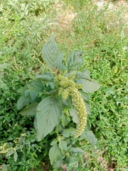 Amaranthus retroflexus