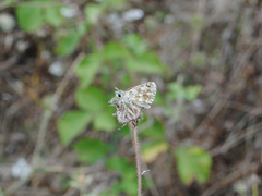 Spialia orbifer