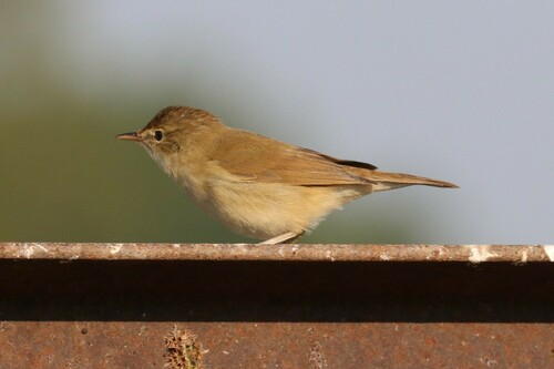 Carricero de Blyth (Acrocephalus dumetorum)