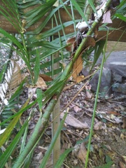 Calamus moti